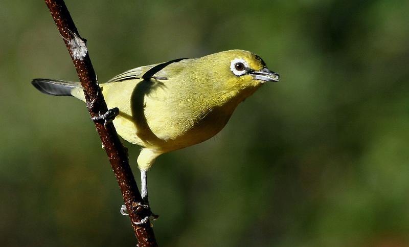 frieda 017.jpg - Kaapse Glasogie